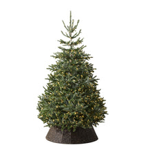 Balsam Hill Nordmann Fir LED Clear Christmas Tree (8ft)