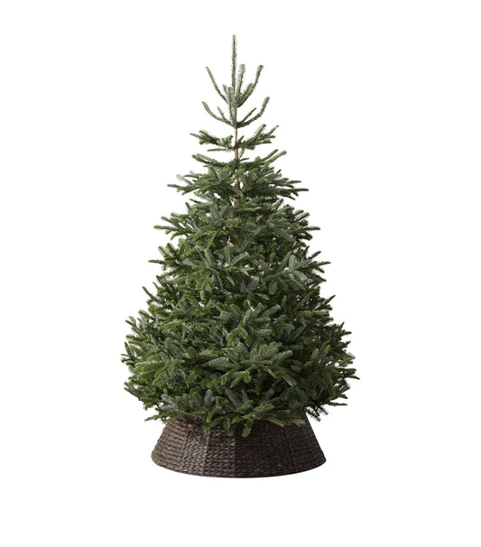 Balsam Hill  Nordmann Fir Unlit Christmas Tree (6ft)