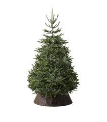 Balsam Hill  Nordmann Fir Unlit Christmas Tree (8ft)