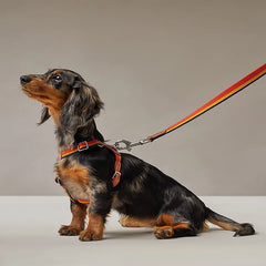 Rocabar Dog Leash