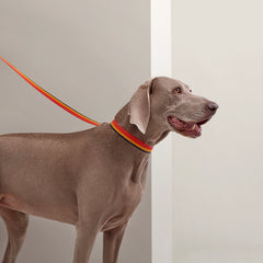 Rocabar Slim Dog Leash