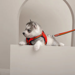 Rocabar Slim Dog Leash